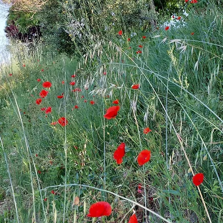 Feriehus Les Hauts De Jeanvert - De Charme - Piscine - Gaillac