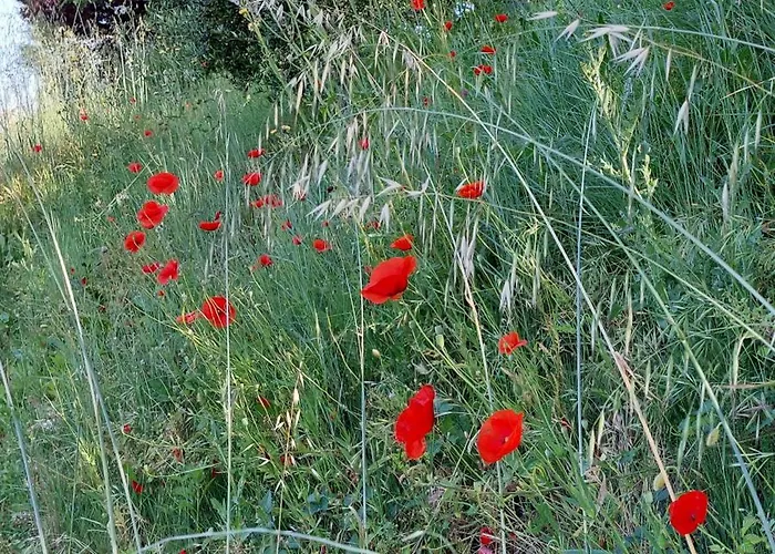 Vakantiehuis Les Hauts De Jeanvert - De Charme - Piscine - Gaillac